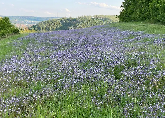 Hébergement de vacances Lochkov 53 *